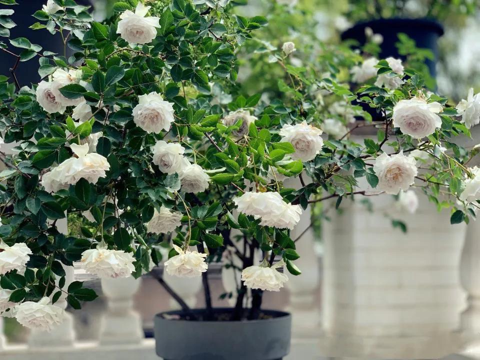 月季路西法和加百列哪个好,月季栽培心得