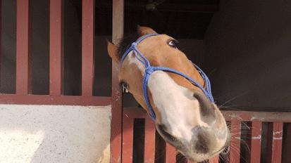 绍兴杭州湾海上花田100万郁金香等你来赏来赴一场春天的约会。