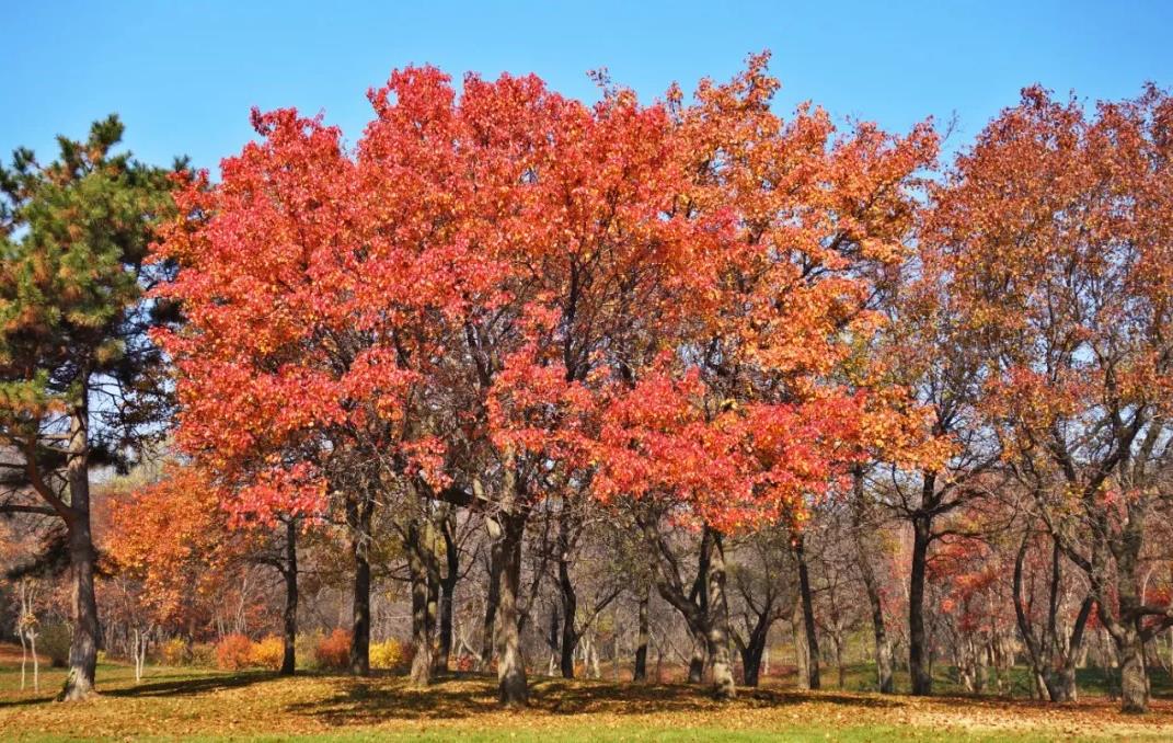 沈阳植物园一日游攻略图,沈阳植物园一日游详细攻略