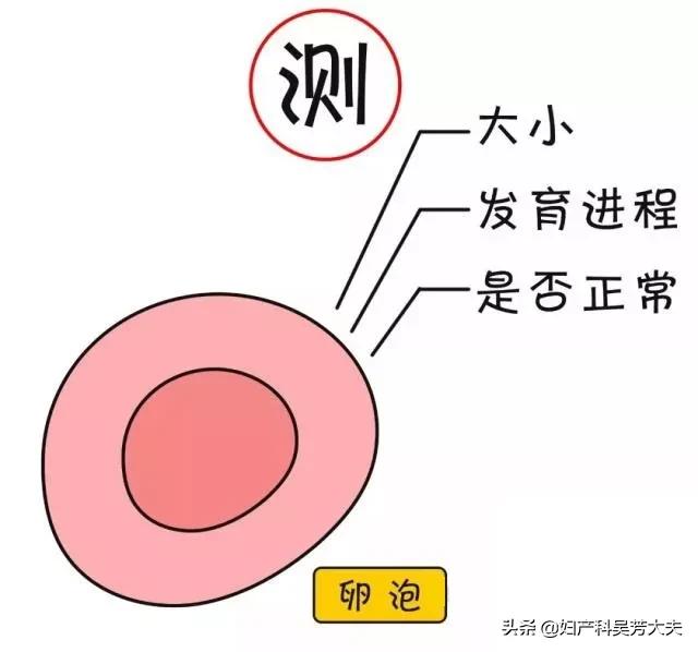 教你怎样掌握妇女的排卵时间,知道是否排卵最简单的方法