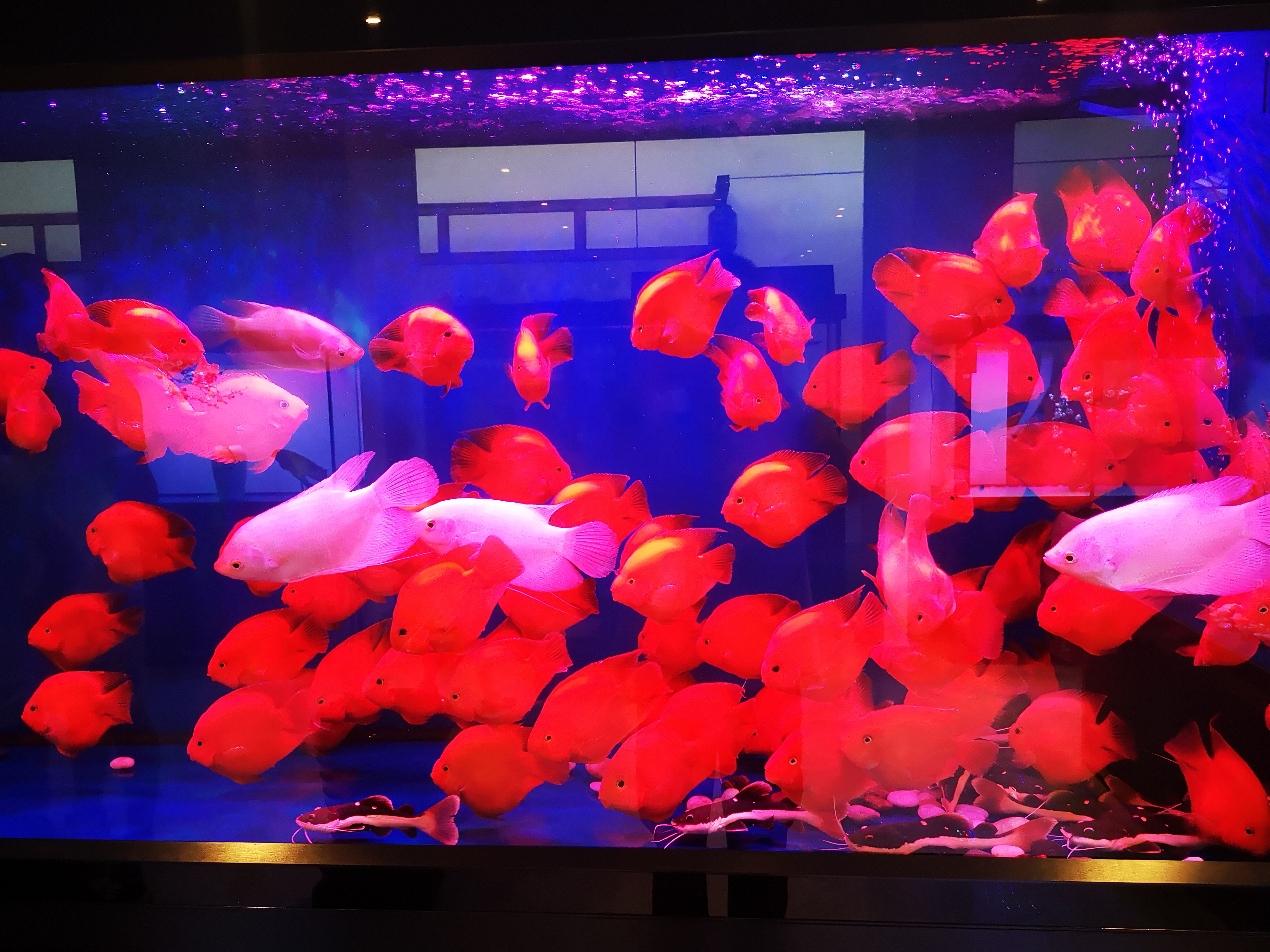 观赏鱼预防疾病用什么药,观赏鱼升温有什么用