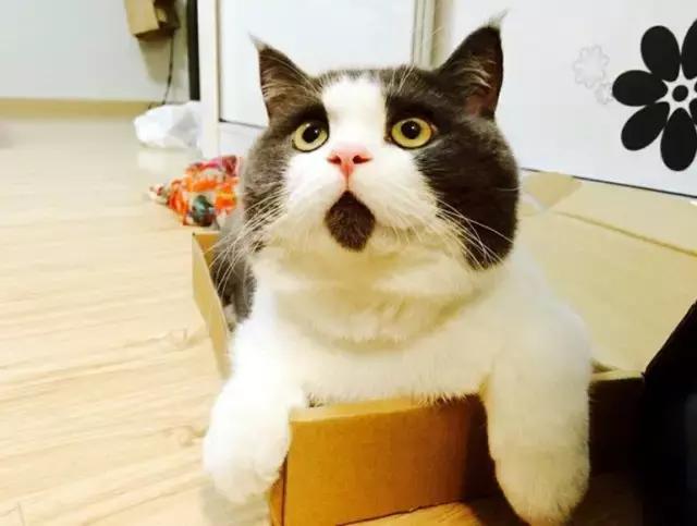 幼猫乱尿怎么纠正,幼猫乱拉大小便怎么教育