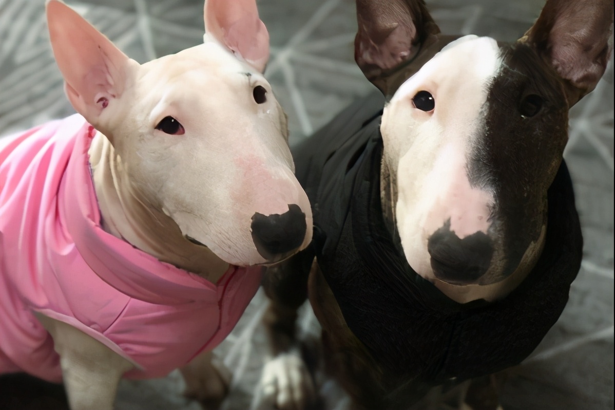 什么狗不容易生病不怕冷不怕热,狗天冷了千万别冻感冒了