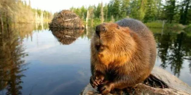 “嗨，加拿大，蒙大拿州要不要？只要1万亿美元哦！”