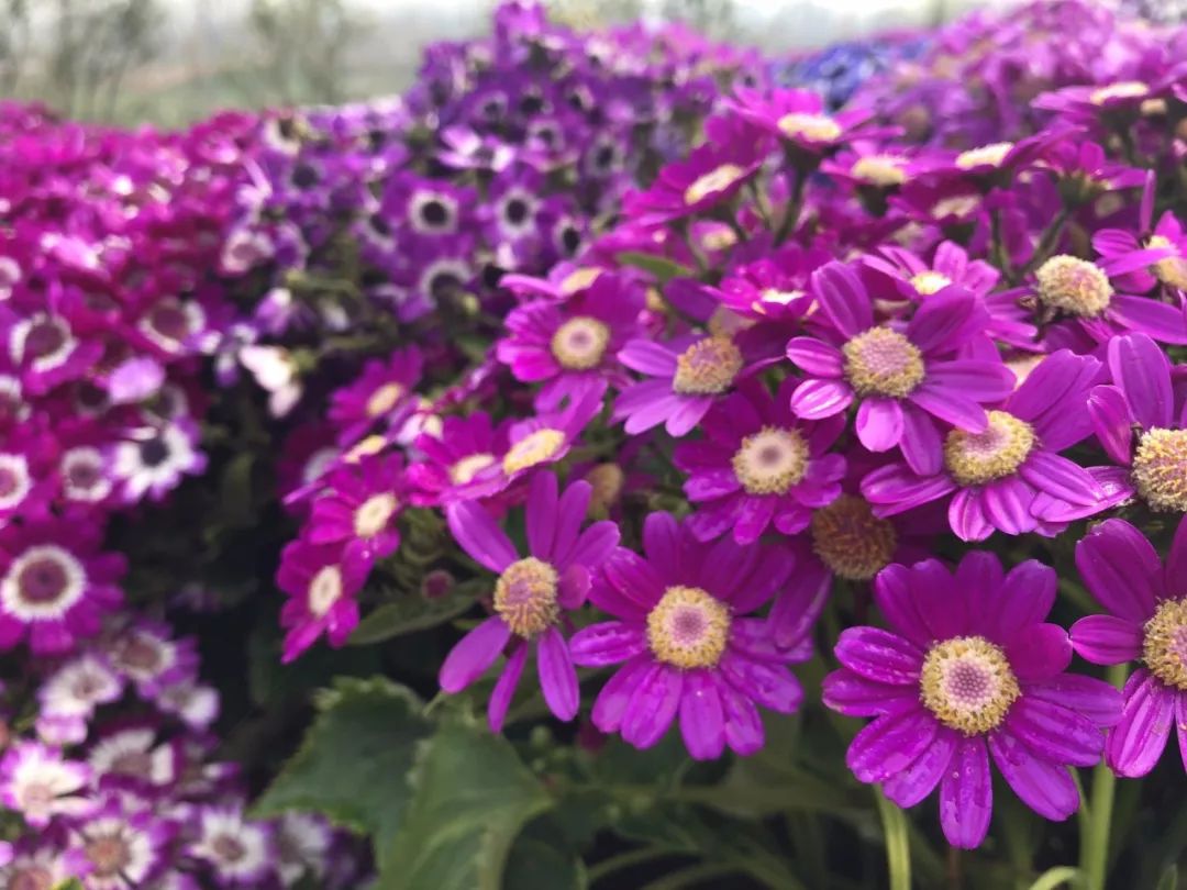 阜城大型公园在哪里,花海剧场区