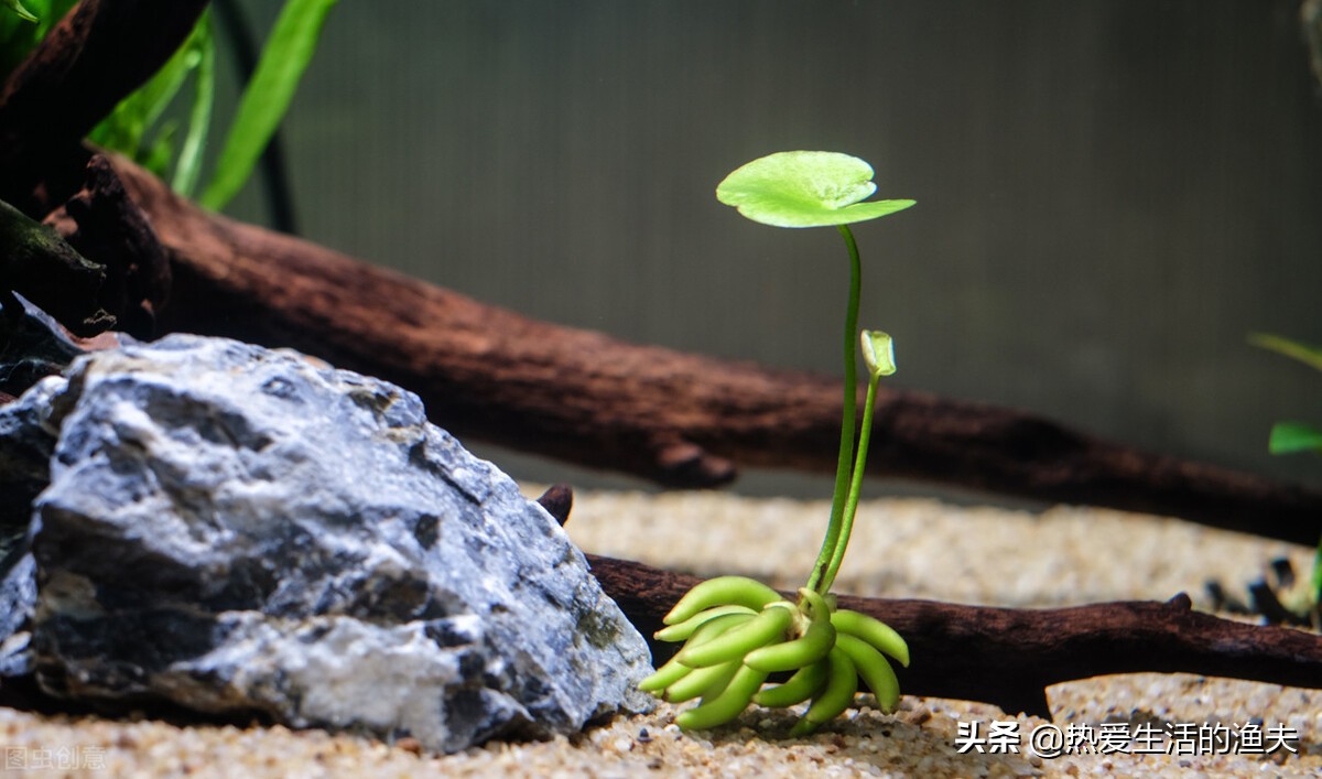 新手鱼缸开缸养水教程图解,鱼缸开缸养水教程底滤