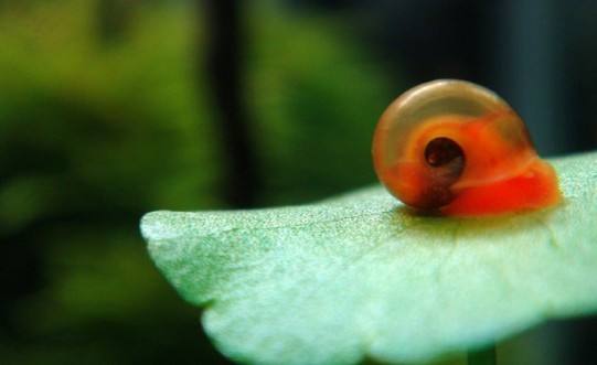 苹果螺的优点和缺点,苹果螺有哪些