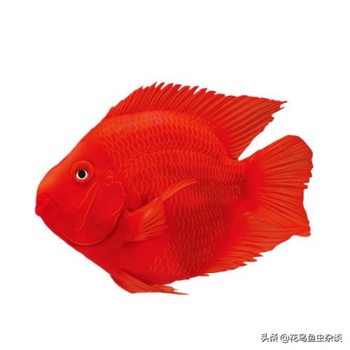 血鹦鹉的饲料能喂给银龙鱼吃吗,血鹦鹉每天喂增红饲料都没事吧