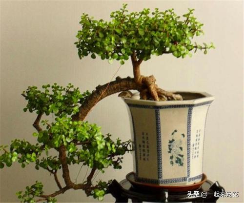 养金枝玉叶，了解掌握5个要点，叶片饱满油亮，长成大气老桩