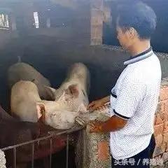 猪脱肛缝合之后拉不出屎怎么处理,猪脱肛该怎么预防