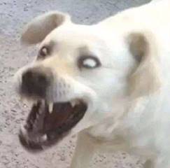 玛丽苏神剧是怎样毁灭的,四分钟看懂玛丽苏神剧