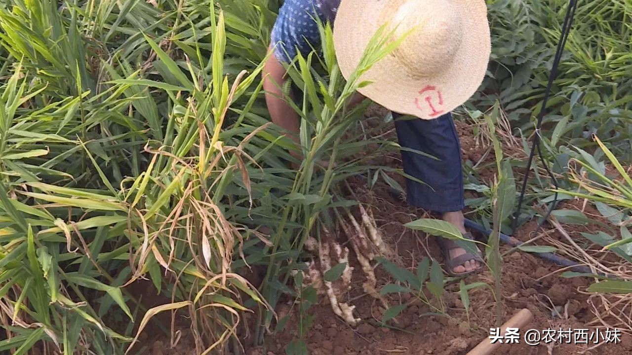 河南生姜种植时间和方法,泡沫箱生姜的种植方法