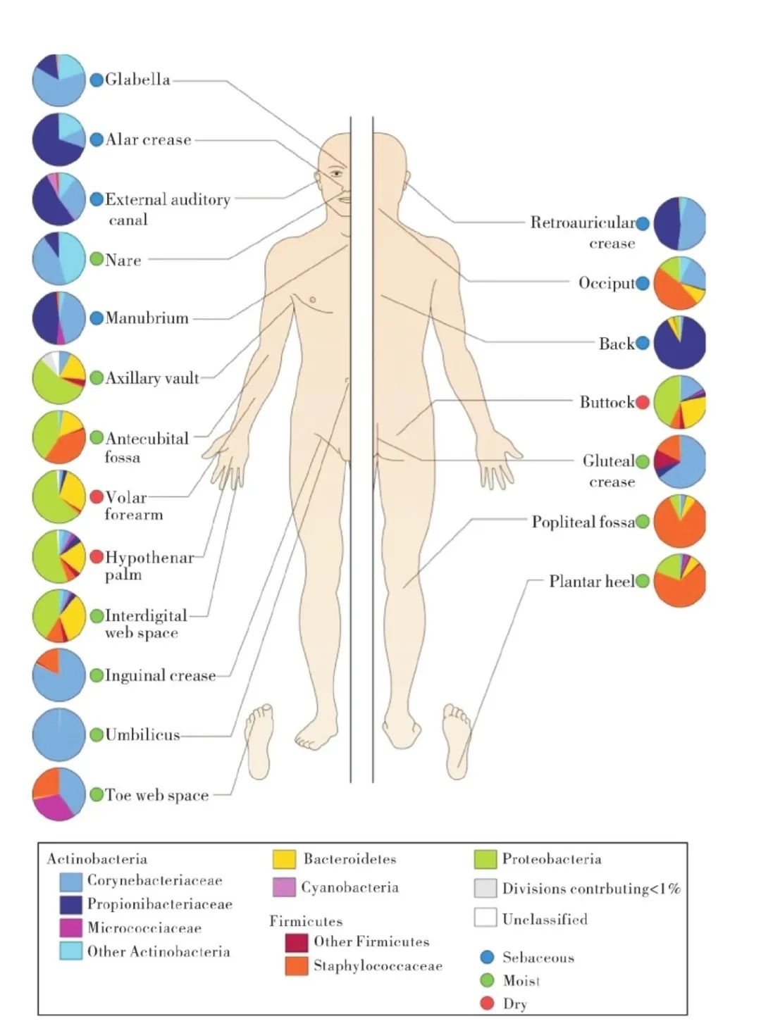 二裂酵母发酵产物有什么作用,二裂酵母发酵产物溶胞物很名贵吗