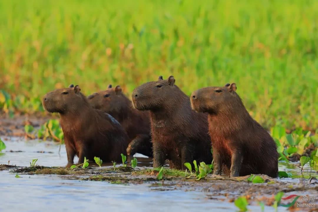 为什么说水豚是动物界的交际花,水豚不得不说是动物界的交际达人