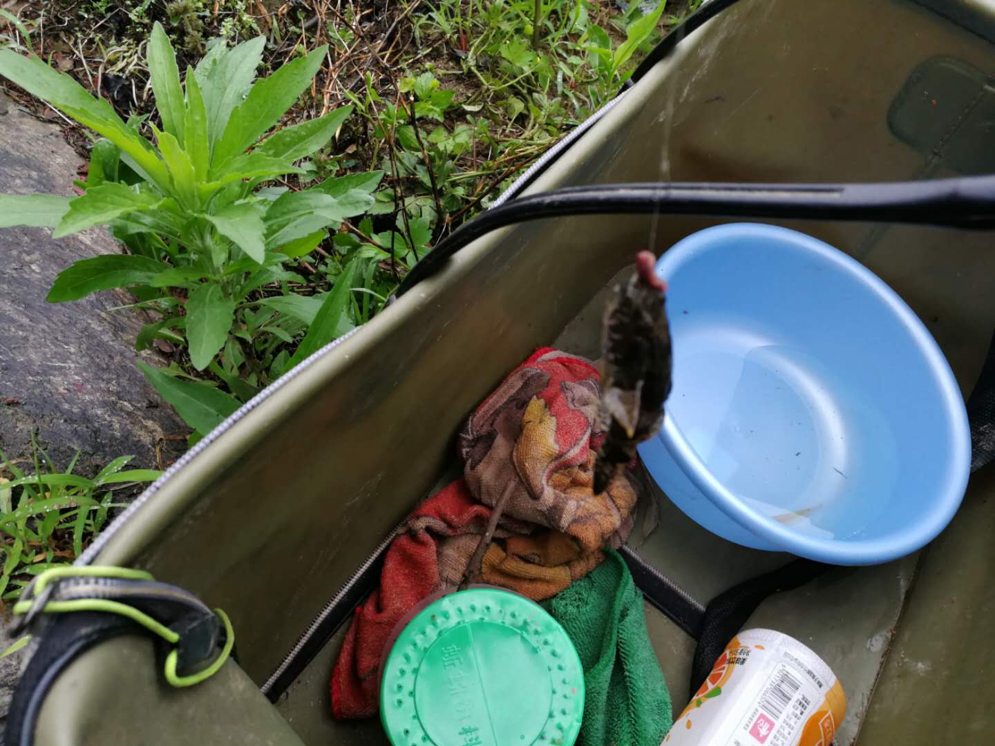 趴地虎怎么钓,趴地虎怎么钓路亚