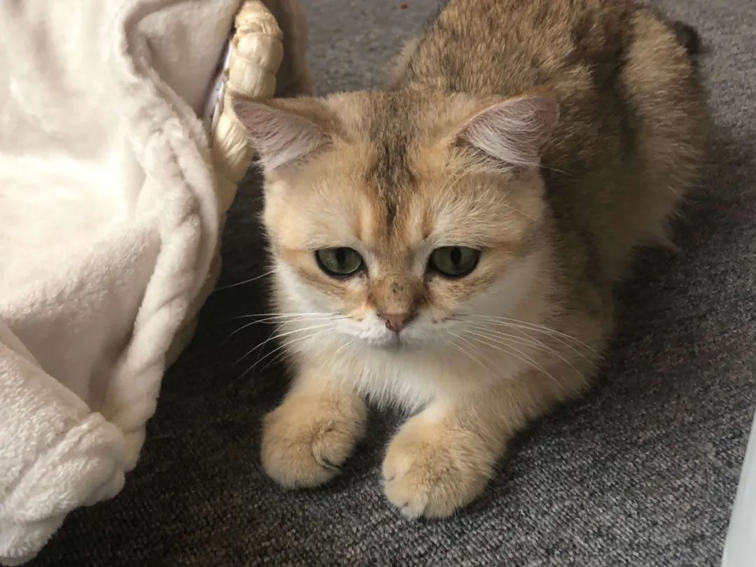 用醋给猫洗澡除跳蚤行不行,给猫除跳蚤猫舔了毛怎么办