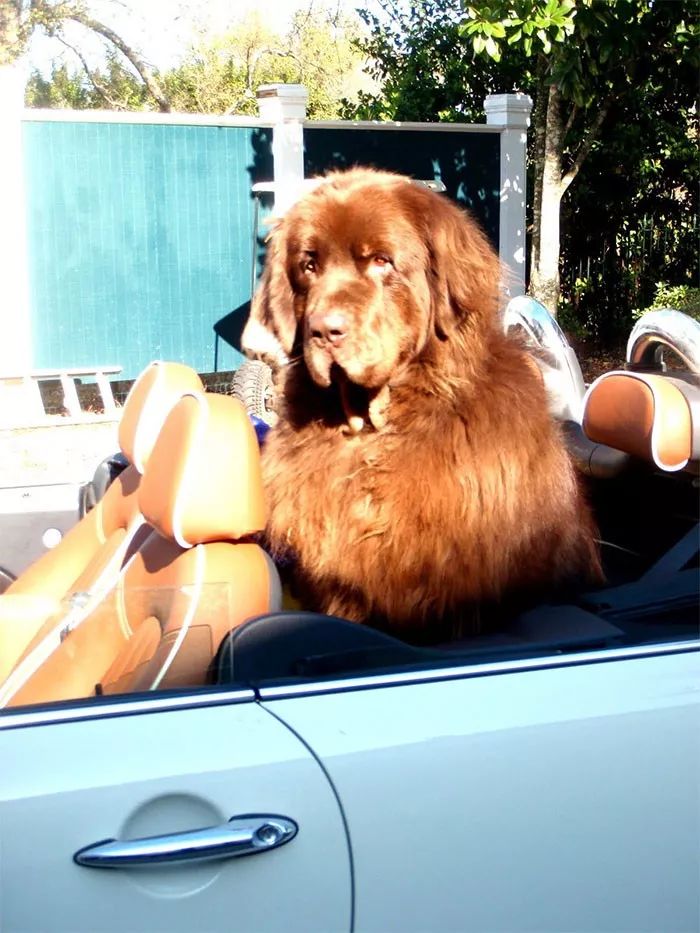 纽芬兰犬好养吗,纽芬兰犬为什么不建议养