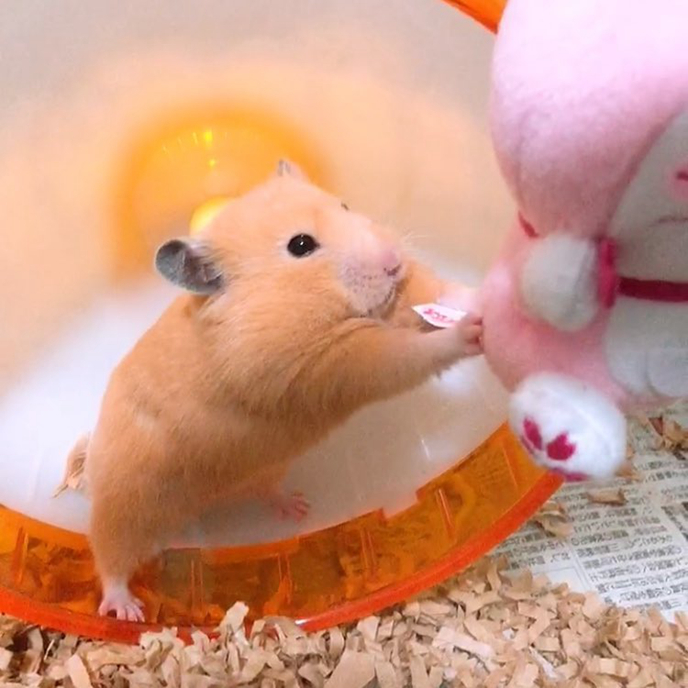 仓鼠的发情期怎么配对,仓鼠发情主人帮忙