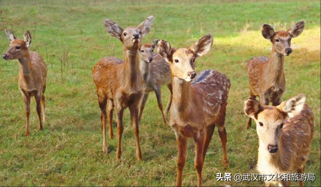 武汉野生动物王国怎么预约,武汉野生动物王国免门票