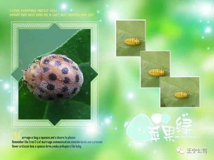 玉米上的虫害打什么药,玉米虫害防治口诀谚语