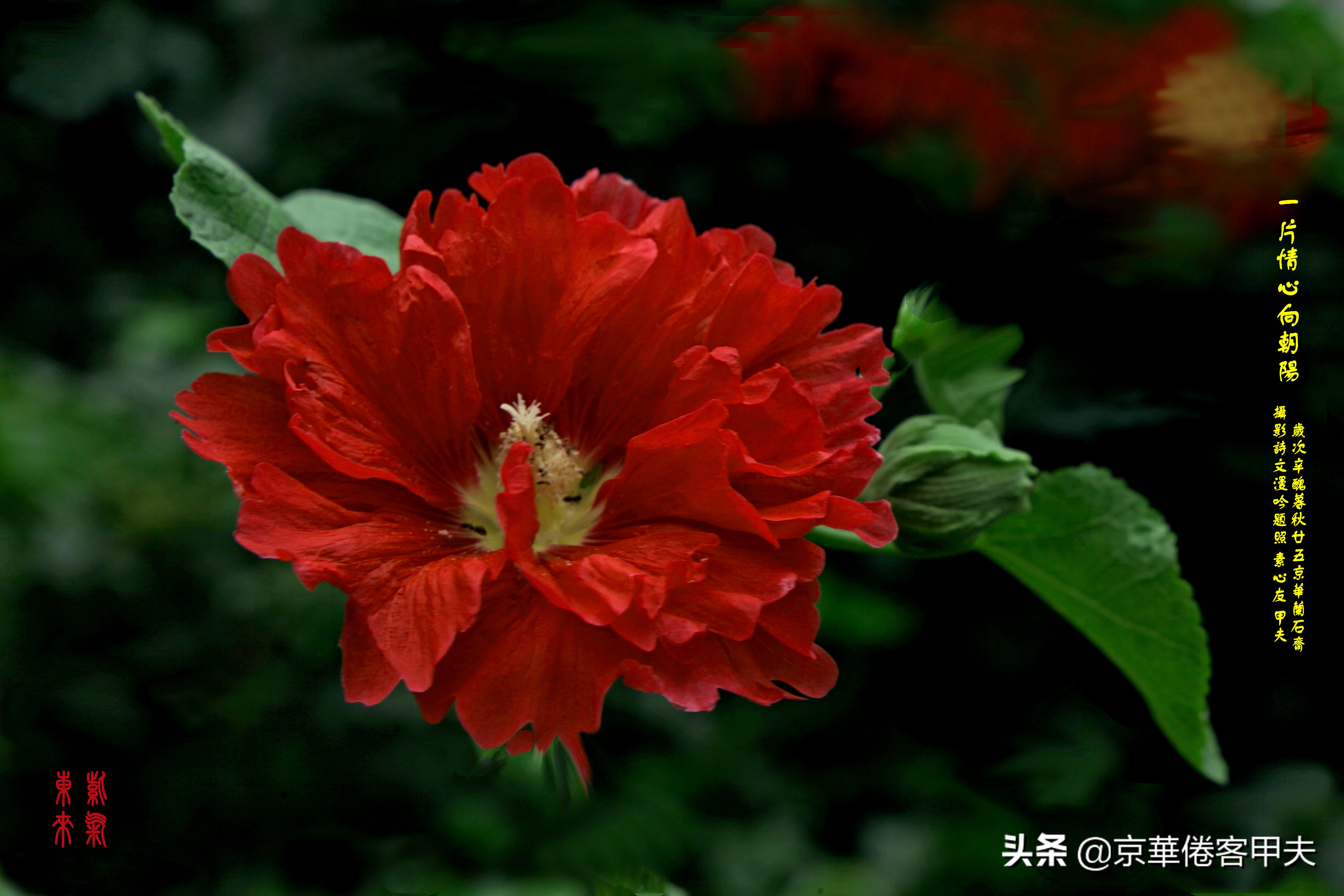 甲夫原创/詩語漫評：交颈相戏摇曳风姿，倾身顾盼生韵生情