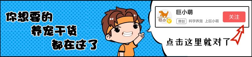 狗狗爪子鼓起来是什么原因,狗狗爪子常见疾病以及护理知识