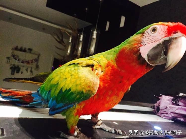 王校长养蚂蝗,王校长养的马