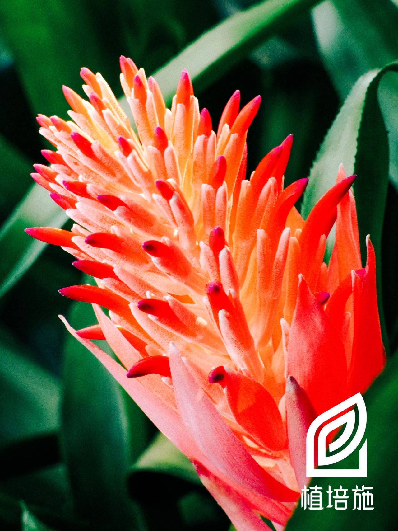 水塔花冬季怎么养护,水塔花冬季养护