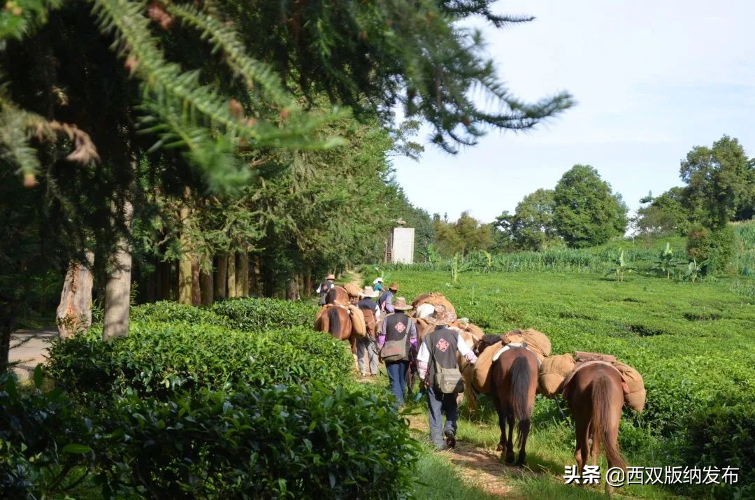勐海旅游攻略自由行路线图,中国旅游日云南西双版纳
