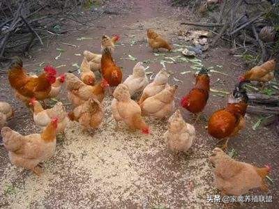 散养土鸡下蛋最佳方法,如何避免散养土鸡到处下蛋