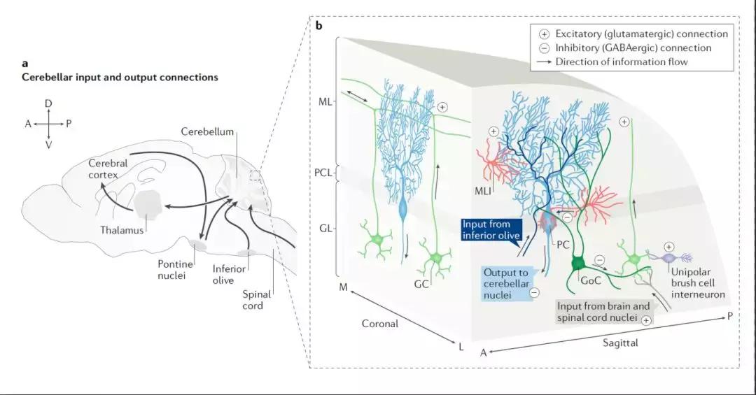 nature关于脑的成果,小脑功能最近研究