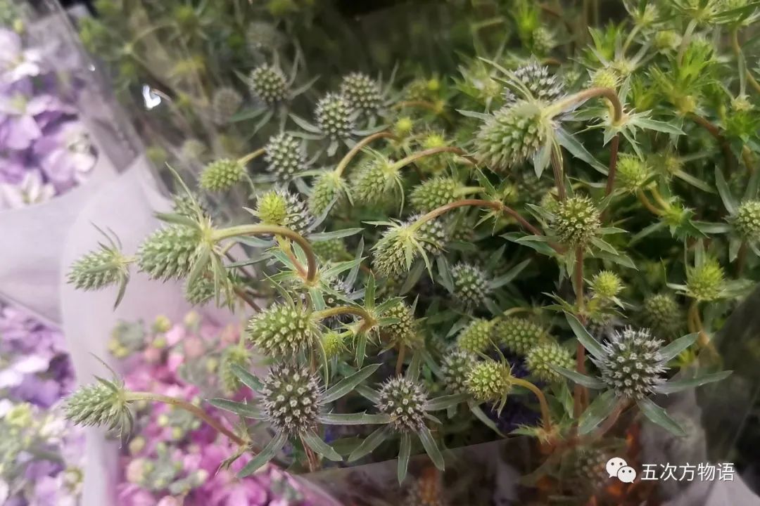 鲜切花都有哪些品牌,花卉市场买的月季不知道品种