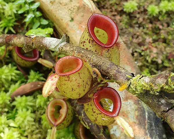 种植什么植物能驱蚊蝇,养什么植物驱蚊驱蝇