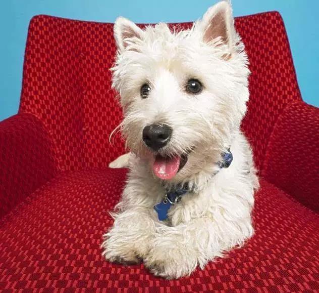 45种狗狗很难得一见你认识几种,45种最难得一见的狗