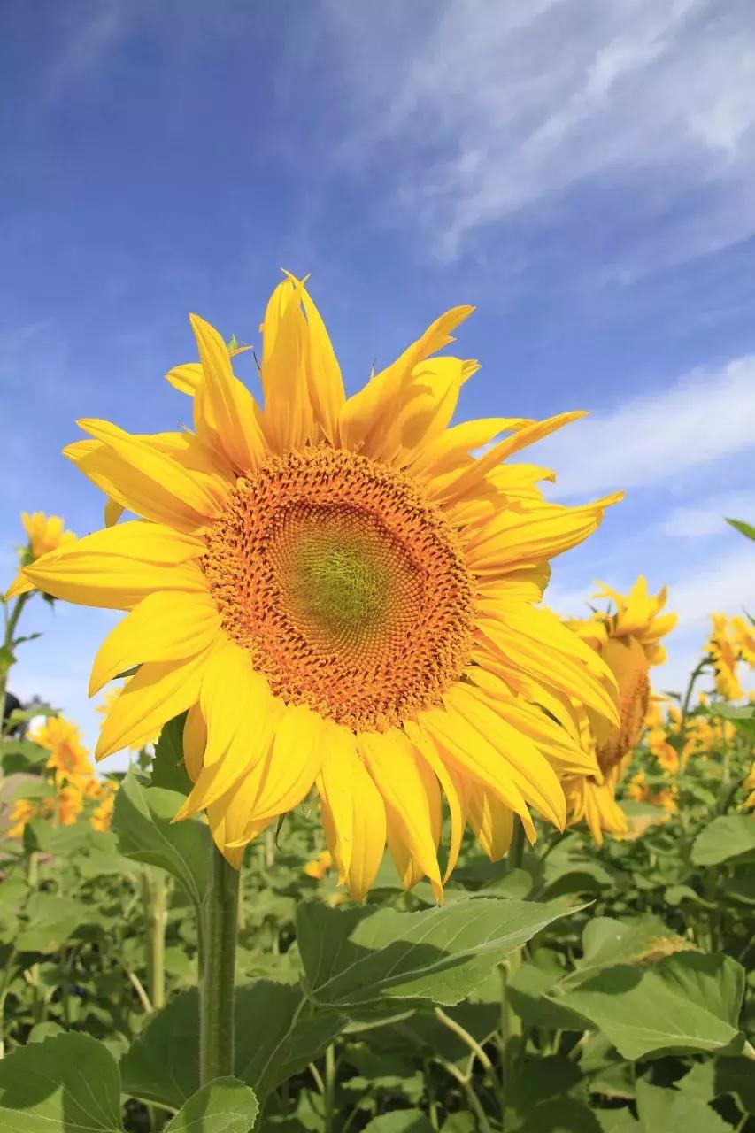 新疆的天堂在哪,新疆人间天堂在哪