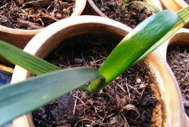 君子兰叶扦插几天能生出小君子兰,君子兰的叶子需要啥基质扦插