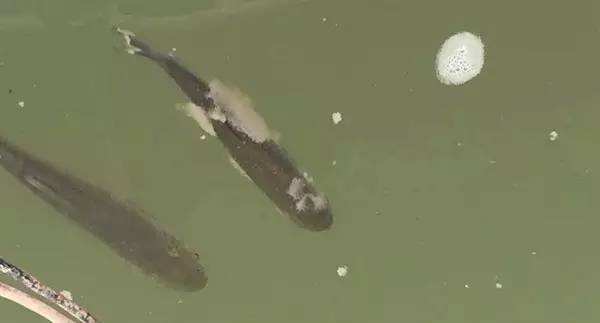 鱼身上长白毛用什么药,鱼身上长白毛能吃吗