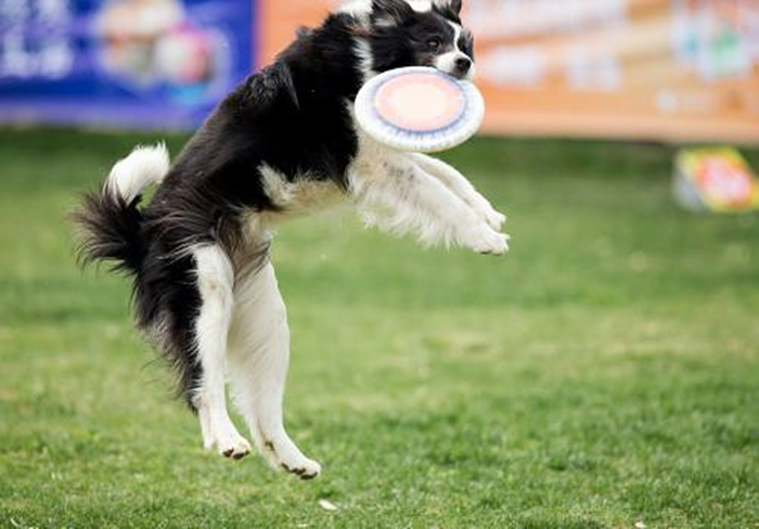边牧有多聪明丢飞盘,边牧聪明的可怕的瞬间