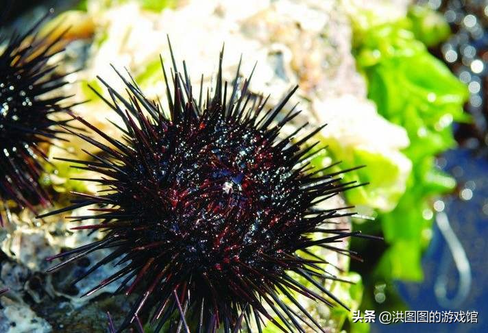 莱莎的炼金工房攻略,莱莎的炼金工房装备推荐