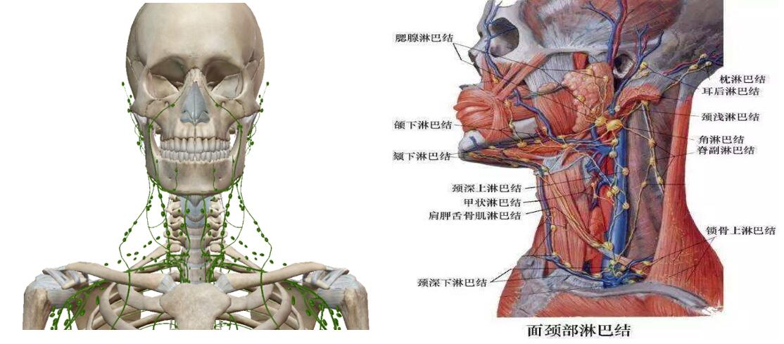 颈部淋巴结需要切掉多少钱,颈部淋巴结肿大要做手术吗