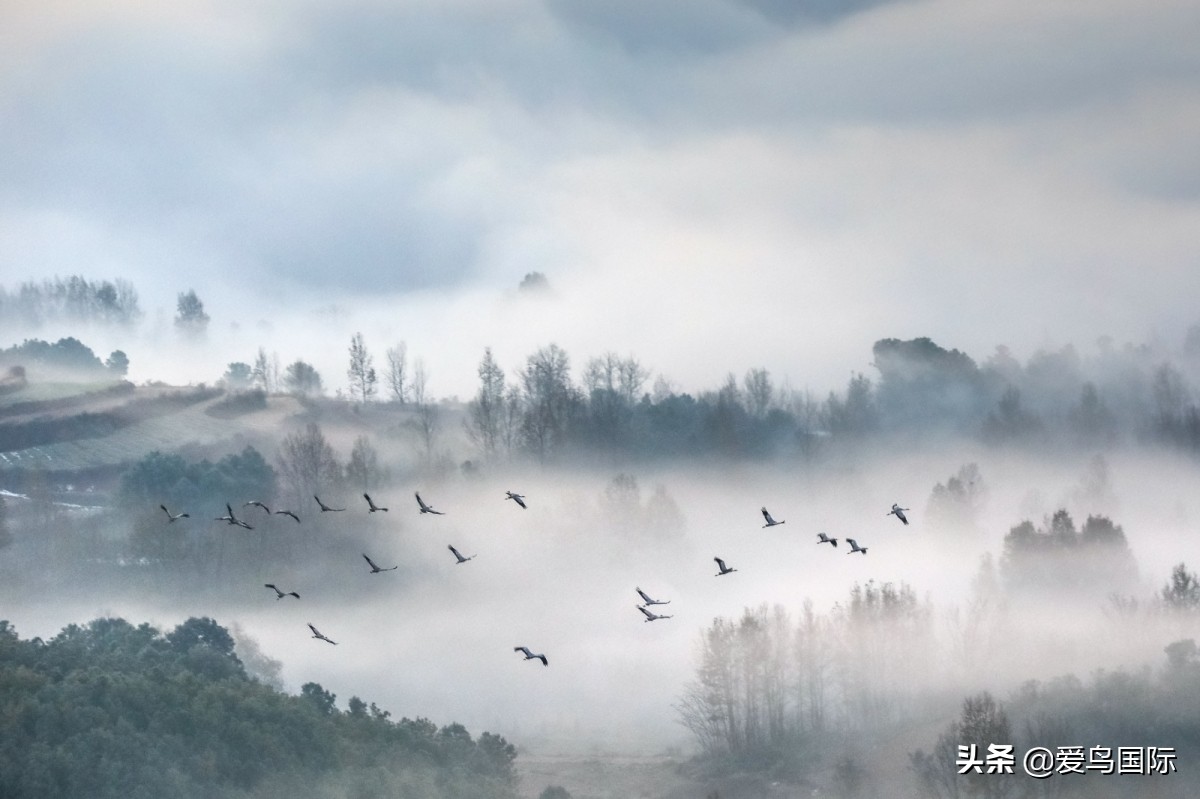 观鸟作品,观鸟优秀作品