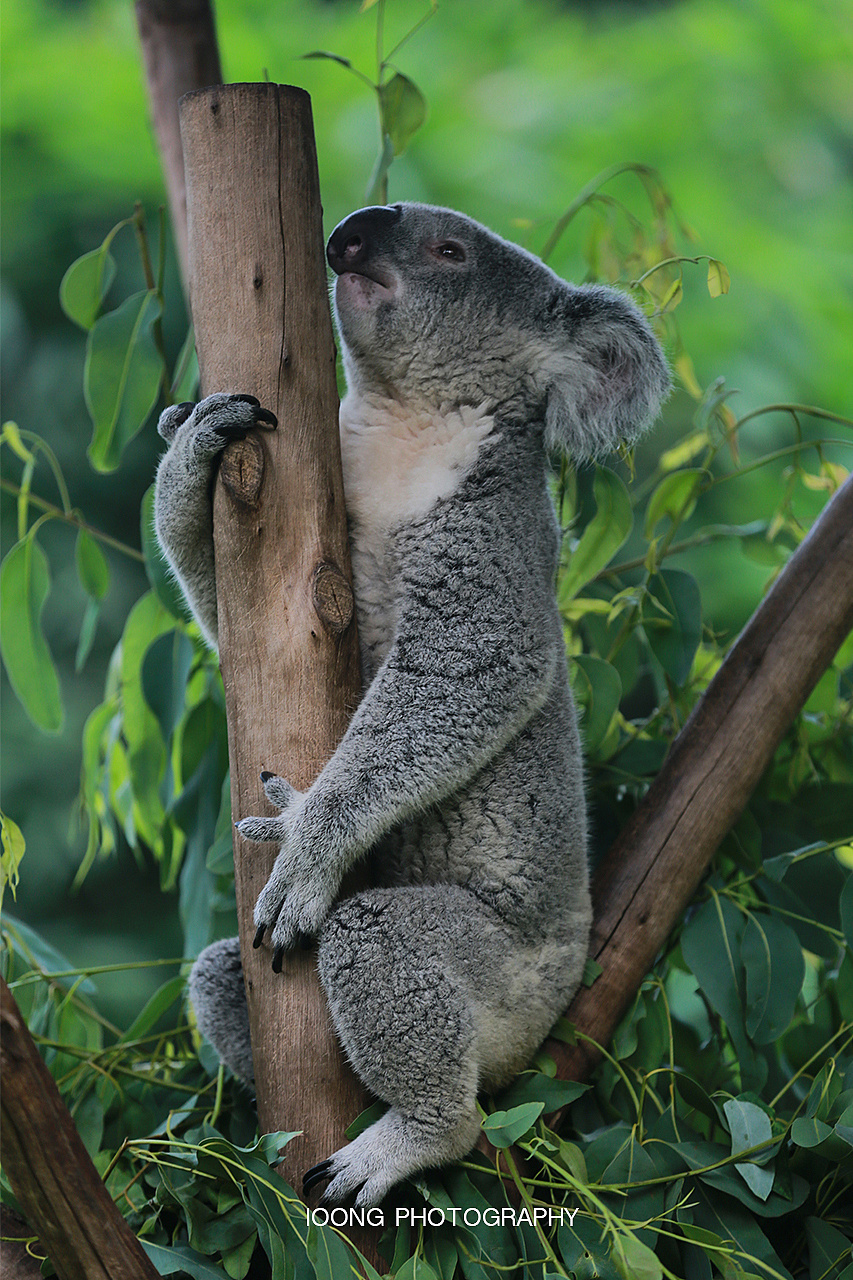 2021年西霞口野生动物园门票五一,2021南京金牛湖野生动物园门票