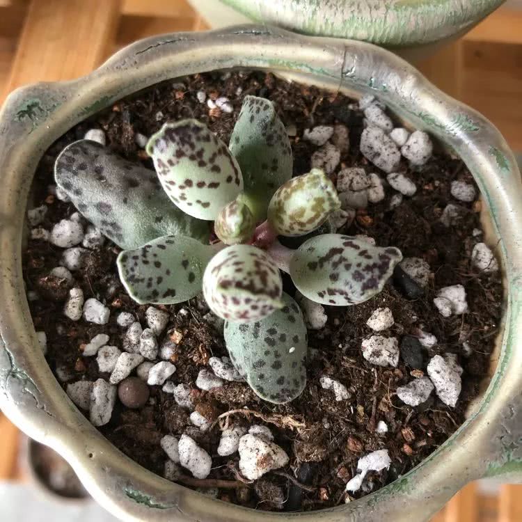 新手小白入坑多肉必看攻略,多肉新手入坑必备指南