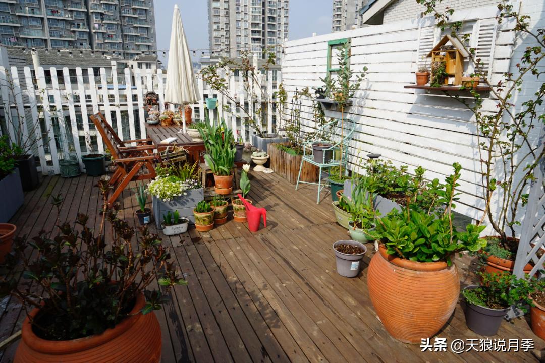 如何打造四季开花的花园,如何打造四季都有花的花园