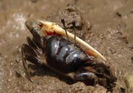 海南渔民整理的海鲜大全,渔民海鲜介绍