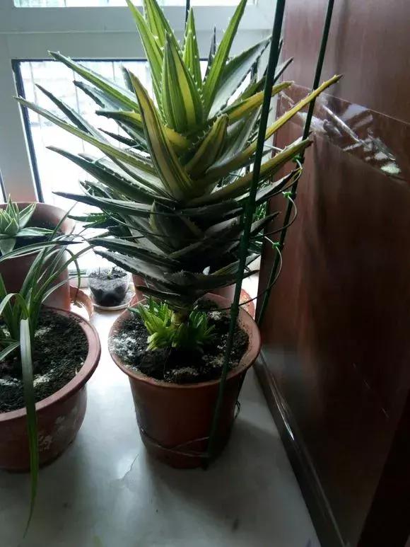 适合卧室养的助眠花,冬季助眠好养的花