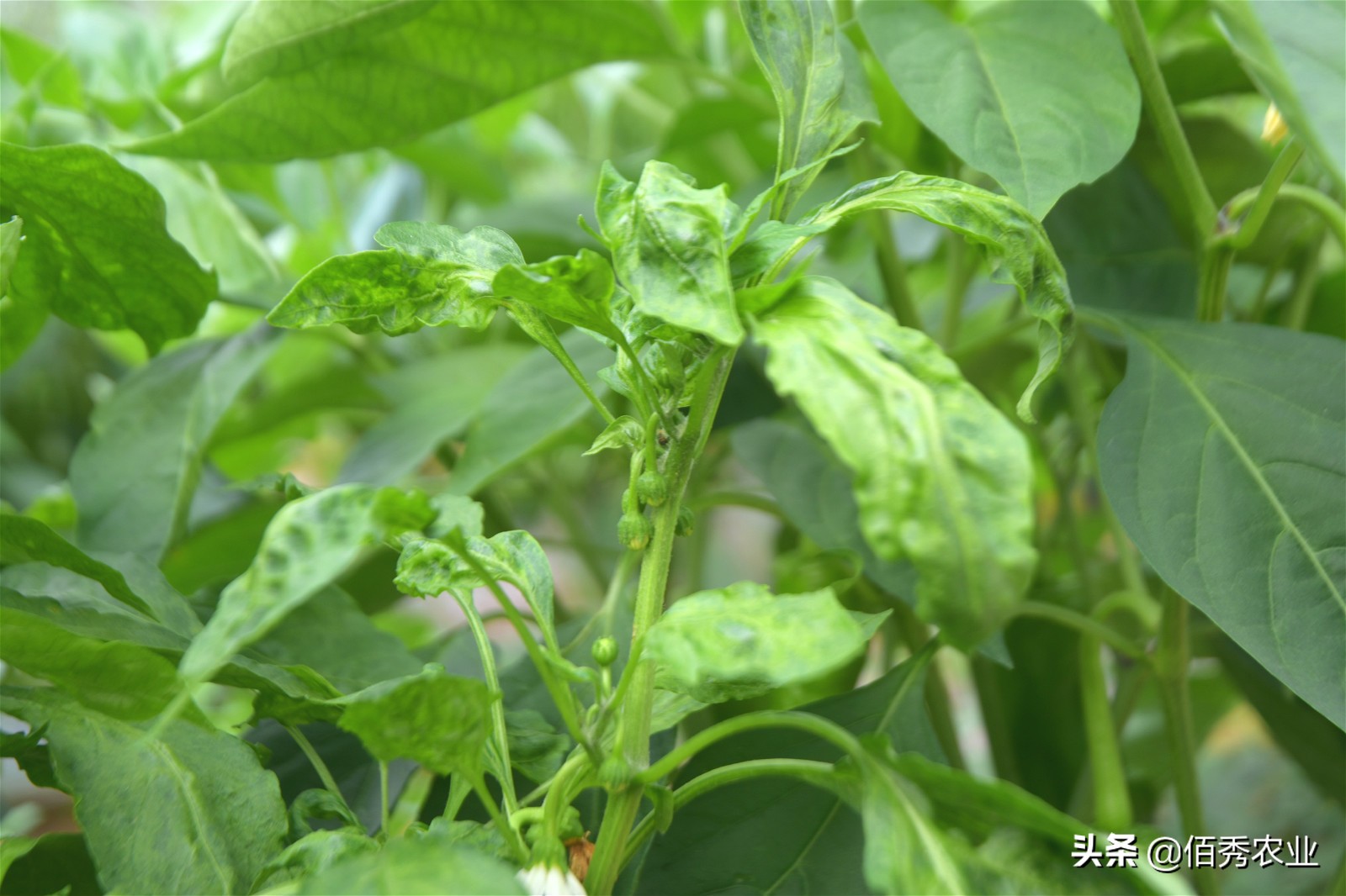 辣椒病毒病农业防治措施,辣椒病毒病最特效药