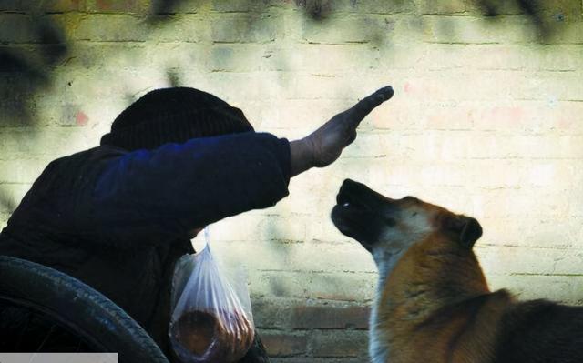 遇到狗狗怎么办视频,遇到咬人的狗不要理睬它