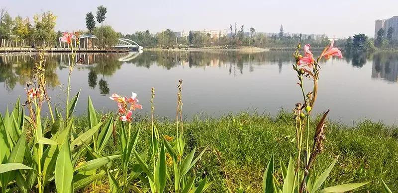 双流区城市森林公园,你生活的城市什么样