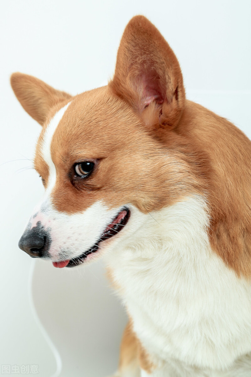 宠物常见眼病之——结膜炎，你了解多少？